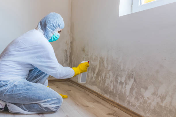 Black mold inspection in Olivia